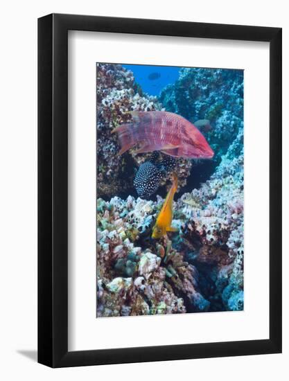 Mexican Hogfish (Bodianus Diplotaenia), Clarion Angelfish (Holacanthus Clarionensis) and Guineafowl-Reinhard Dirscherl-Framed Photographic Print