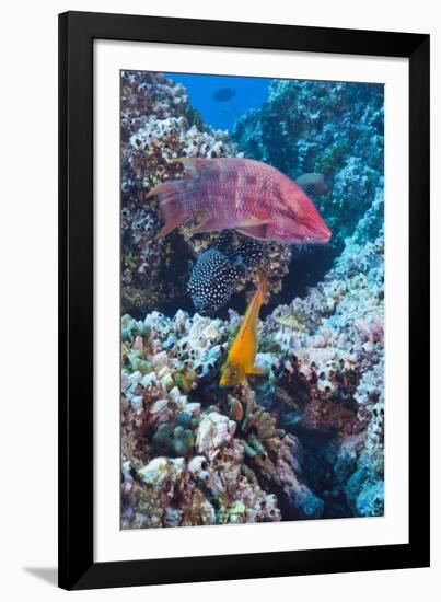 Mexican Hogfish (Bodianus Diplotaenia), Clarion Angelfish (Holacanthus Clarionensis) and Guineafowl-Reinhard Dirscherl-Framed Photographic Print