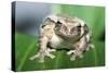 Mexican Masked Treefrog-null-Stretched Canvas