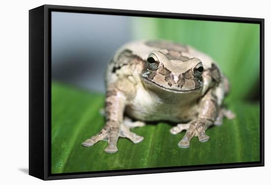 Mexican Masked Treefrog-null-Framed Stretched Canvas
