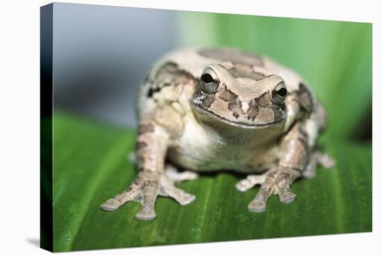 Mexican Masked Treefrog-null-Stretched Canvas