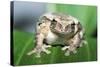 Mexican Masked Treefrog-null-Stretched Canvas