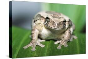 Mexican Masked Treefrog-null-Stretched Canvas