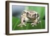 Mexican Masked Treefrog-null-Framed Photographic Print