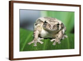 Mexican Masked Treefrog-null-Framed Photographic Print