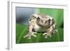 Mexican Masked Treefrog-null-Framed Photographic Print