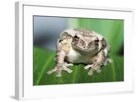 Mexican Masked Treefrog-null-Framed Photographic Print