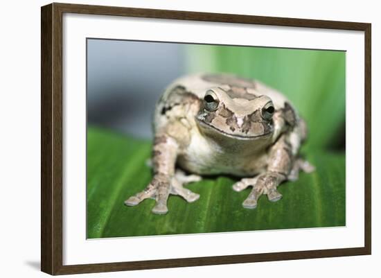 Mexican Masked Treefrog-null-Framed Photographic Print