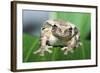 Mexican Masked Treefrog-null-Framed Photographic Print