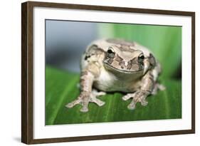 Mexican Masked Treefrog-null-Framed Photographic Print