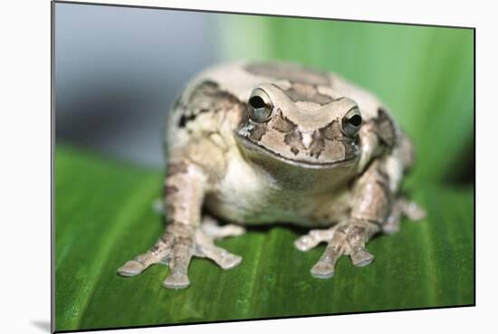 Mexican Masked Treefrog-null-Mounted Photographic Print