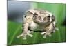 Mexican Masked Treefrog-null-Mounted Photographic Print
