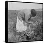 Mexican migrant woman harvesting tomatoes in California, 1938-Dorothea Lange-Framed Stretched Canvas