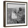 Mexican migrant woman harvesting tomatoes in California, 1938-Dorothea Lange-Framed Photographic Print