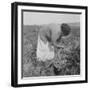 Mexican migrant woman harvesting tomatoes in California, 1938-Dorothea Lange-Framed Photographic Print