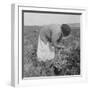 Mexican migrant woman harvesting tomatoes in California, 1938-Dorothea Lange-Framed Photographic Print