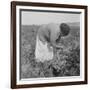 Mexican migrant woman harvesting tomatoes in California, 1938-Dorothea Lange-Framed Photographic Print