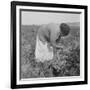 Mexican migrant woman harvesting tomatoes in California, 1938-Dorothea Lange-Framed Photographic Print