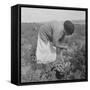 Mexican migrant woman harvesting tomatoes in California, 1938-Dorothea Lange-Framed Stretched Canvas