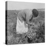 Mexican migrant woman harvesting tomatoes in California, 1938-Dorothea Lange-Stretched Canvas