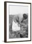 Mexican Migrant Woman Harvesting Tomatoes-Dorothea Lange-Framed Art Print