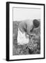 Mexican Migrant Woman Harvesting Tomatoes-Dorothea Lange-Framed Art Print