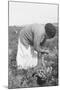 Mexican Migrant Woman Harvesting Tomatoes-Dorothea Lange-Mounted Art Print