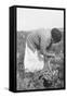 Mexican Migrant Woman Harvesting Tomatoes-Dorothea Lange-Framed Stretched Canvas