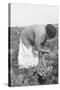 Mexican Migrant Woman Harvesting Tomatoes-Dorothea Lange-Stretched Canvas