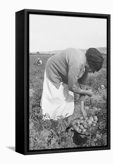 Mexican Migrant Woman Harvesting Tomatoes-Dorothea Lange-Framed Stretched Canvas