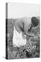 Mexican Migrant Woman Harvesting Tomatoes-Dorothea Lange-Stretched Canvas