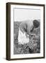 Mexican Migrant Woman Harvesting Tomatoes-Dorothea Lange-Framed Art Print