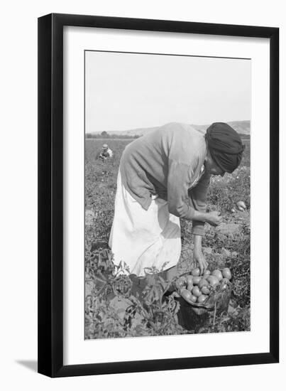 Mexican Migrant Woman Harvesting Tomatoes-Dorothea Lange-Framed Art Print