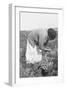 Mexican Migrant Woman Harvesting Tomatoes-Dorothea Lange-Framed Art Print