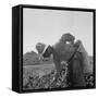 Mexican picking melons in California, 1937-Dorothea Lange-Framed Stretched Canvas