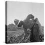 Mexican picking melons in California, 1937-Dorothea Lange-Stretched Canvas