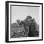 Mexican picking melons in California, 1937-Dorothea Lange-Framed Photographic Print