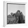 Mexican picking melons in California, 1937-Dorothea Lange-Framed Photographic Print