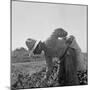 Mexican picking melons in California, 1937-Dorothea Lange-Mounted Photographic Print