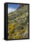 Mexican Poppies and Other Chihuahuan Desert Plants in the Little Florida Mountains, New Mexico-null-Framed Stretched Canvas