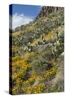 Mexican Poppies and Other Chihuahuan Desert Plants in the Little Florida Mountains, New Mexico-null-Stretched Canvas