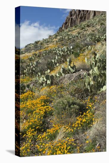 Mexican Poppies and Other Chihuahuan Desert Plants in the Little Florida Mountains, New Mexico-null-Stretched Canvas