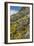 Mexican Poppies and Other Chihuahuan Desert Plants in the Little Florida Mountains, New Mexico-null-Framed Photographic Print