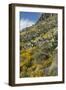 Mexican Poppies and Other Chihuahuan Desert Plants in the Little Florida Mountains, New Mexico-null-Framed Photographic Print