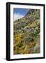 Mexican Poppies and Other Chihuahuan Desert Plants in the Little Florida Mountains, New Mexico-null-Framed Photographic Print