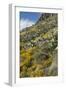 Mexican Poppies and Other Chihuahuan Desert Plants in the Little Florida Mountains, New Mexico-null-Framed Photographic Print