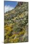 Mexican Poppies and Other Chihuahuan Desert Plants in the Little Florida Mountains, New Mexico-null-Mounted Photographic Print