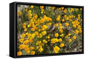 Mexican Poppies Blooming in the Little Florida Mountains, New Mexico-null-Framed Stretched Canvas