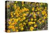 Mexican Poppies Blooming in the Little Florida Mountains, New Mexico-null-Stretched Canvas