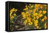 Mexican Poppies Blooming in the Little Florida Mountains, New Mexico-null-Framed Stretched Canvas